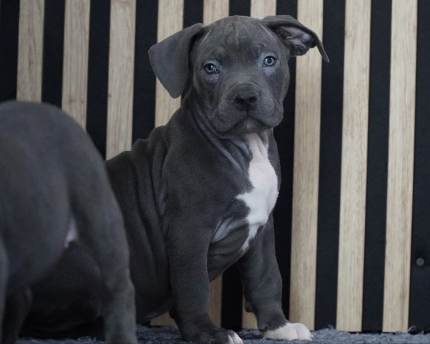 American Staffordshire Terrier blue