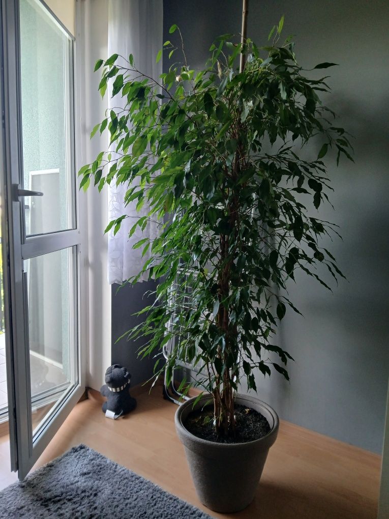 Sprzedam Piękny Zadbany,, Fikus Benjamina "