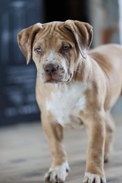 Szczeniak American Bully XL