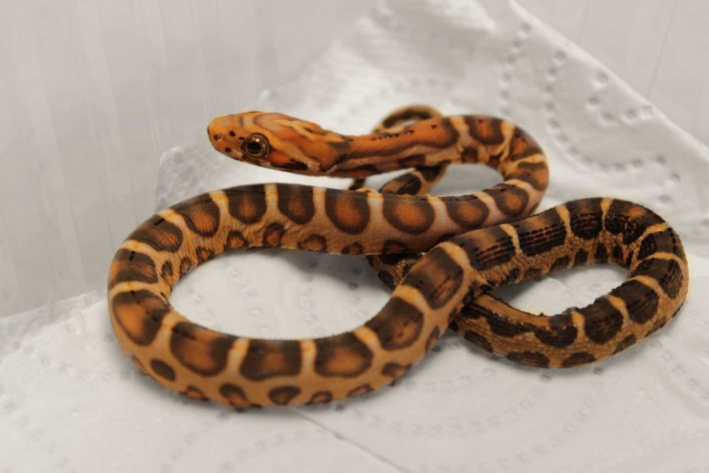 Scaleless Wąż zbożowy unikat rarytas samica