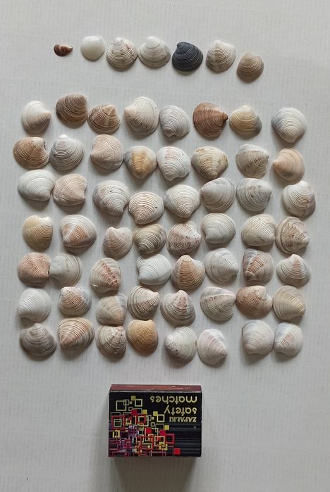 Muszle naturalne 52g 2,2x2,0cm