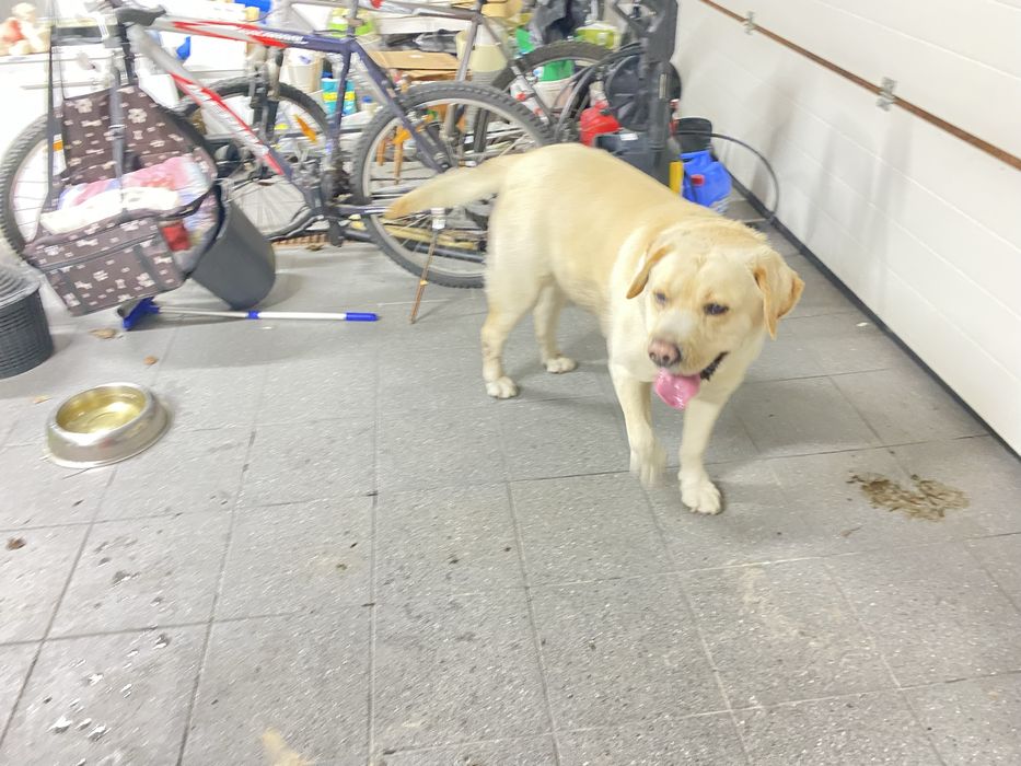 Znalazlam psa w typie labradora w Kawce Gmina Niemce
