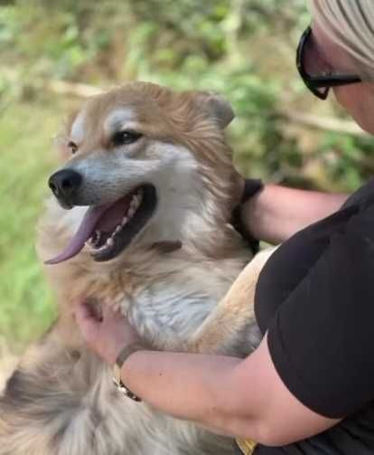 Przepiękny, puchaty, cudowny charakter - idealny pupil dla rodziny