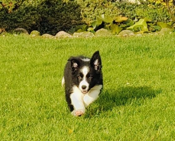 Border collie pies
