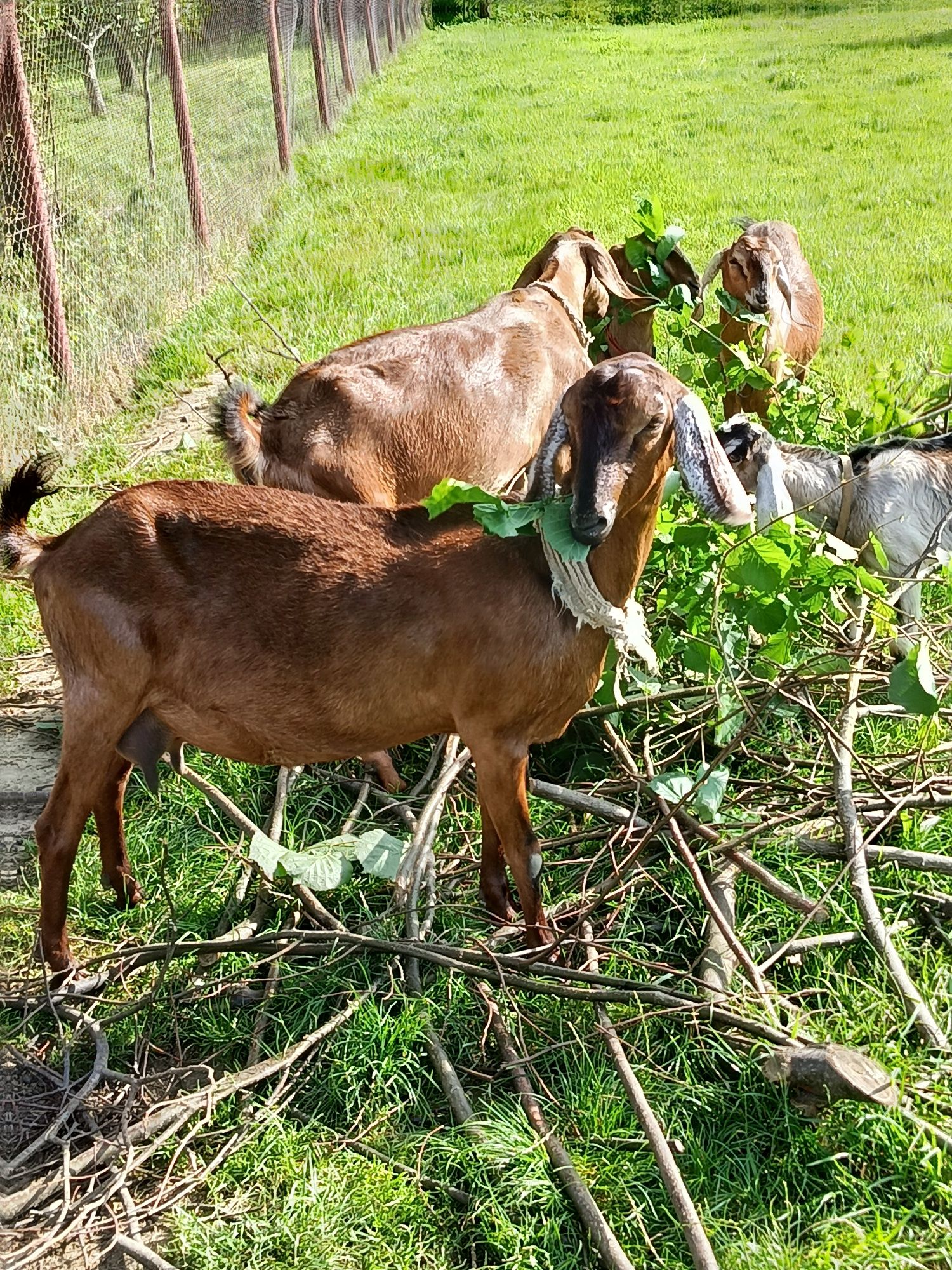 Sprzedam zakoconą owcę Barbados.