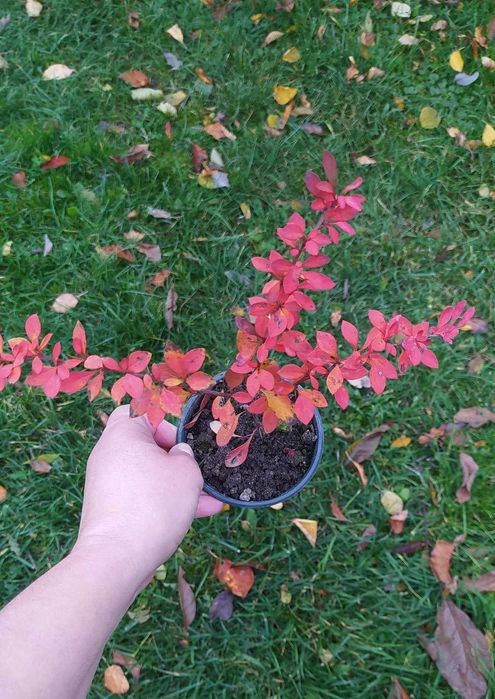 Багаторічні садові рослини