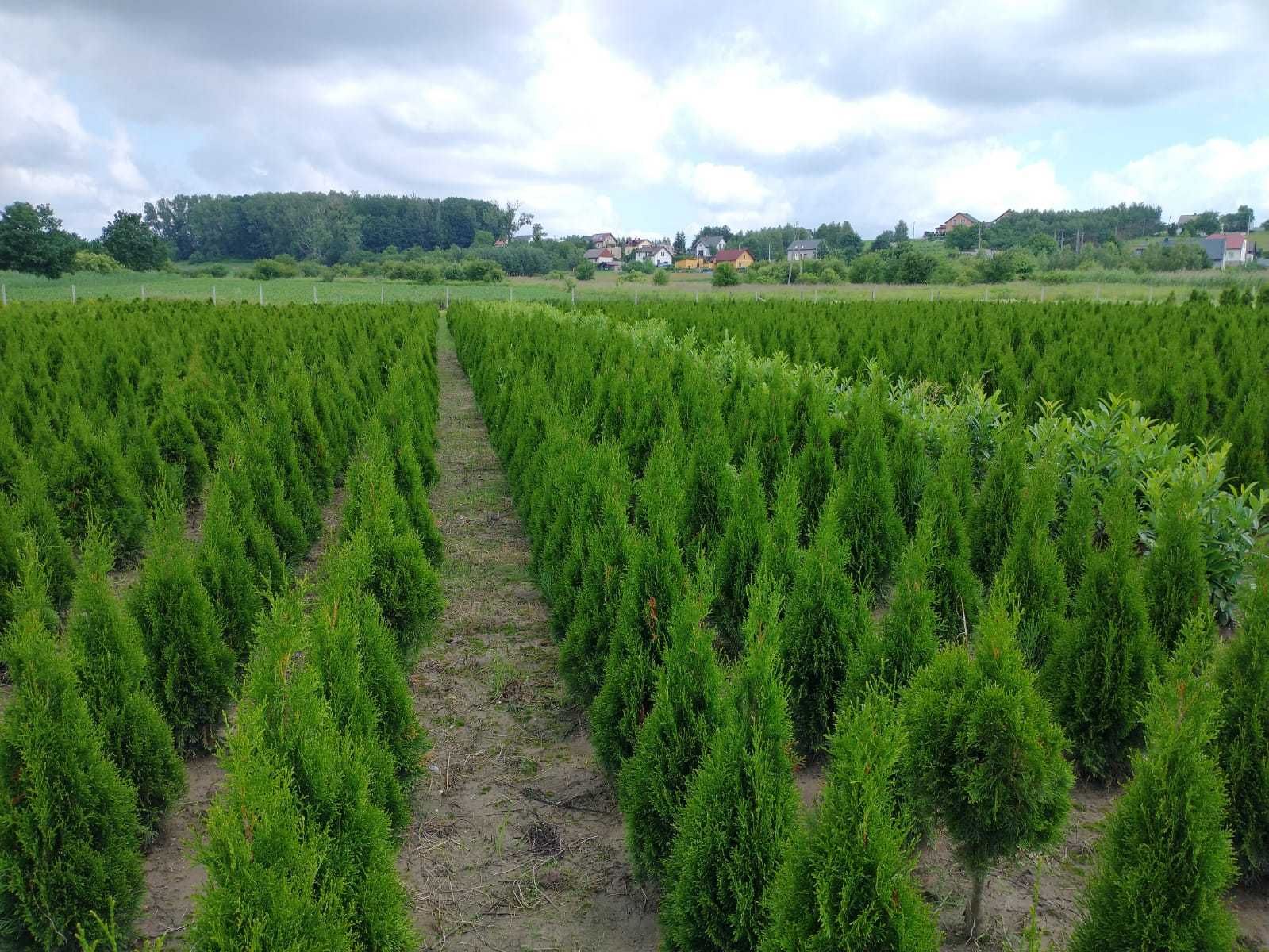 Thuja Smaragd 100,120,140,150,160 cm! Sadzimy! Tuja Szmaragd! Tuje!