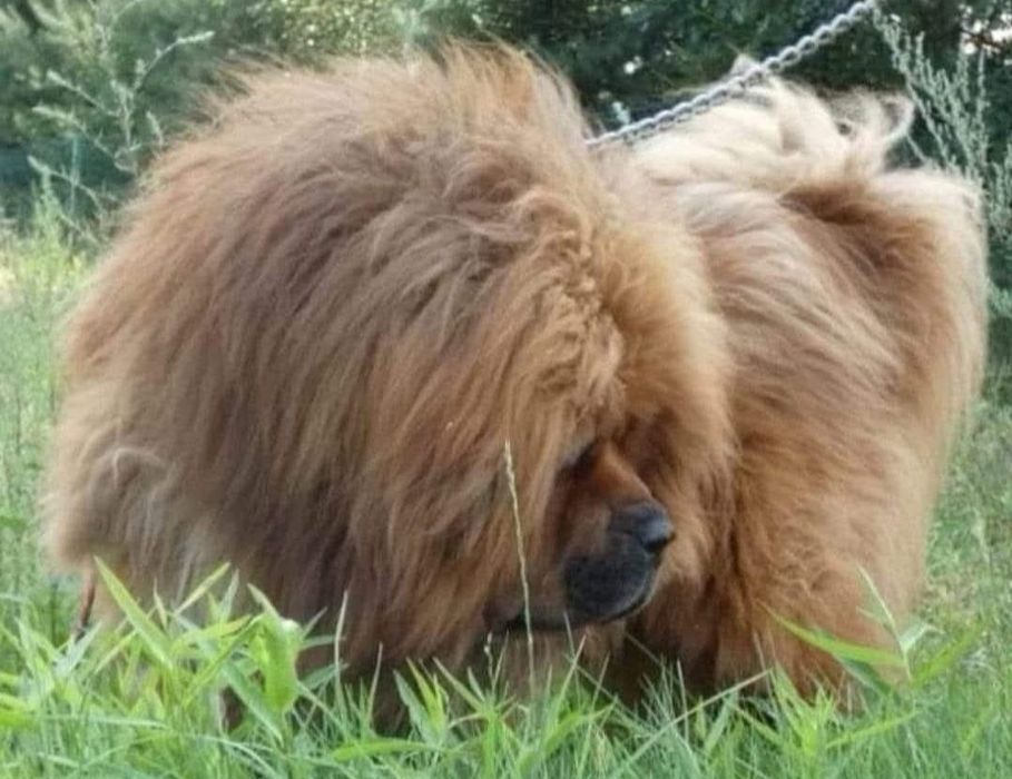 Mastif tybetański Zkwp Fci. Zapowiedź miotu 2025/2026.