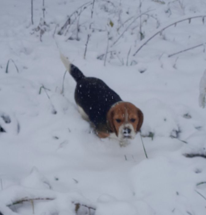 Beagle szczeniak ZKwP (FCI)