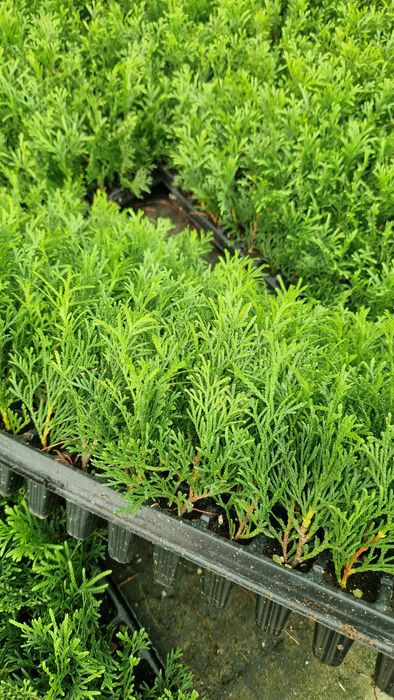 Tuja Szmaragd Sadzonka