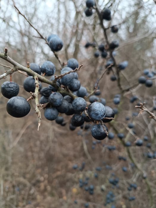 Tarnina owoce, śliwa tarnina