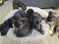 Cachorrinhos para adopção responsável