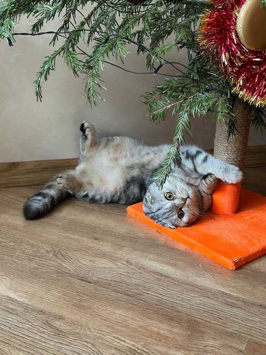 В'язка для котиків