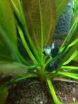 Gupik Dragon Dumbo snakeskin