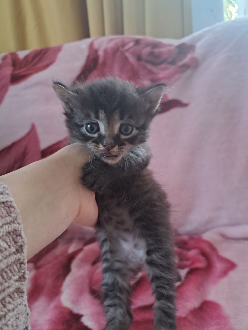 Віддам кошенят 1 місяць