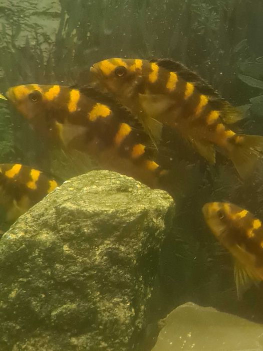 Ryby - pyszczaki (szerszenie) dorosłe