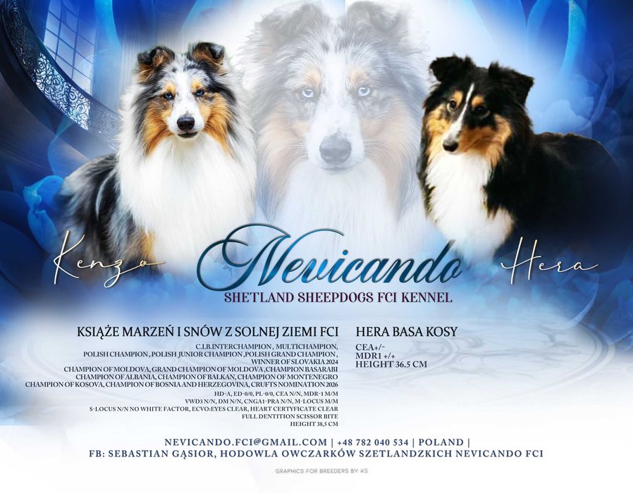 Owczarek szetlandzki