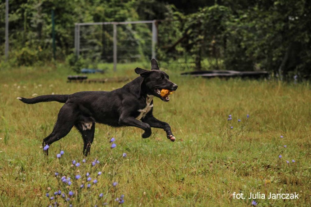 Synuś 2 letni psiak szuka domu !