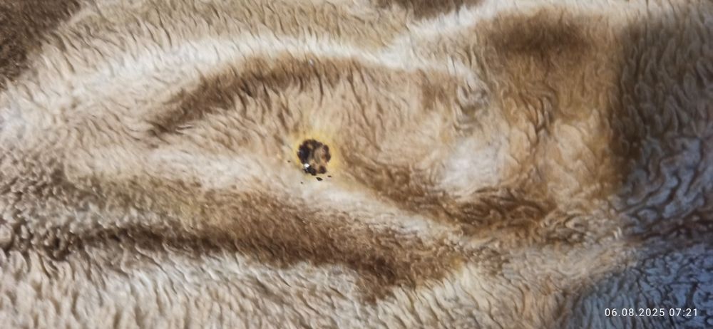 Продам б/у плед Solaron