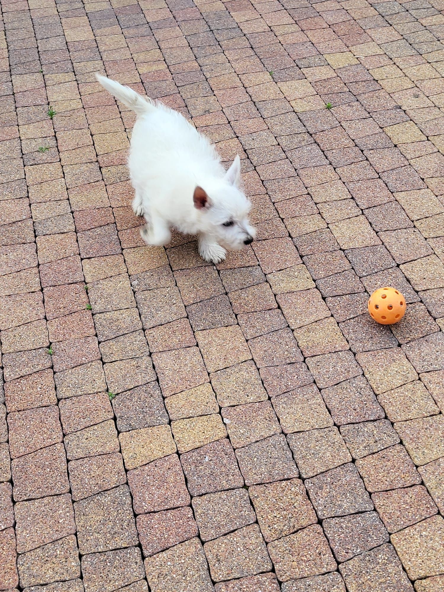 West Highland White Terrier-Suczka