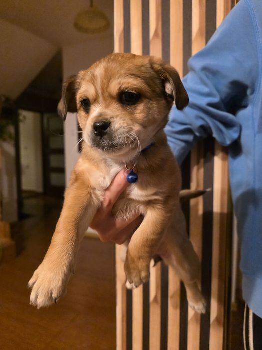 Oddam za darmo małe suczki mama pekińczyk