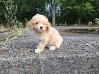 maltipoo szczeniak suczka