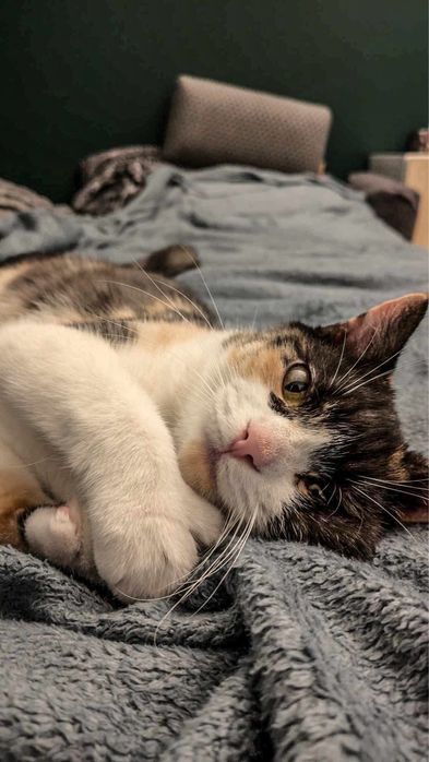 Cudowna wyjątkowa kotka szuka domu!