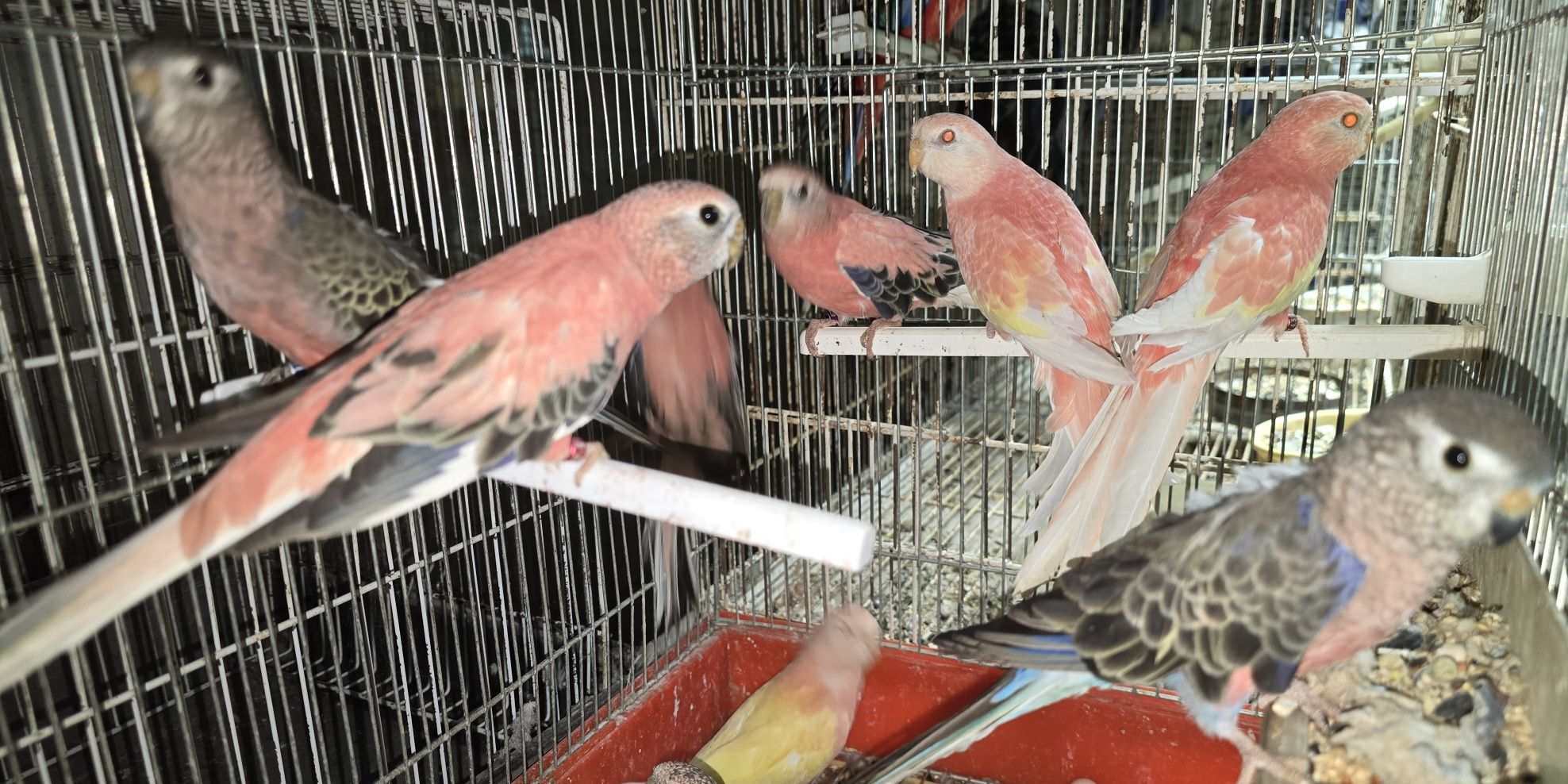Brukes cor rosa mutações