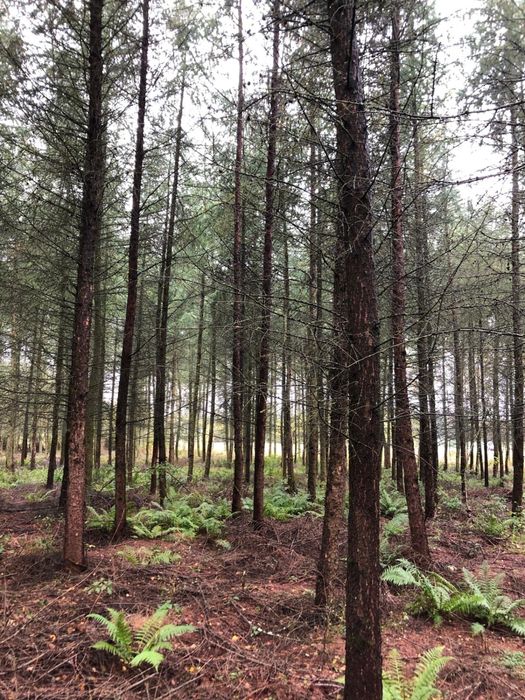 Sprzedam las 19,80 ha