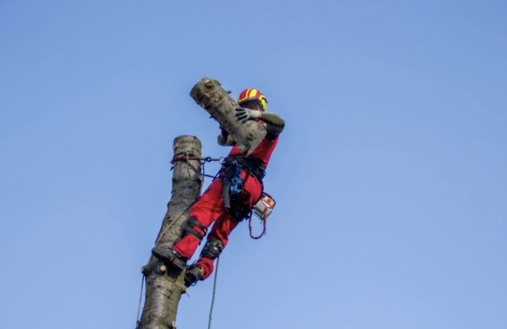 Wycinka i pielęgnacja drzew