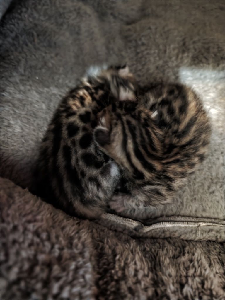 Бенгальське кошеня