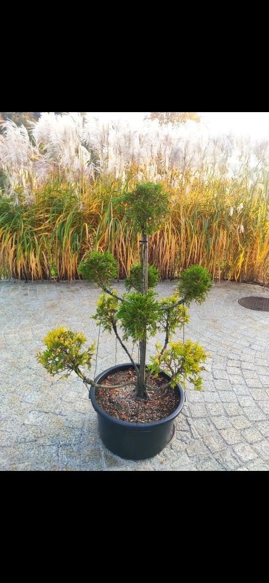 Thuja Tuja formowana kulki dwukolorowa