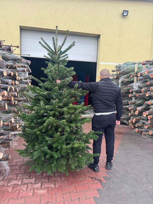 Ялинка Датська піхта опт