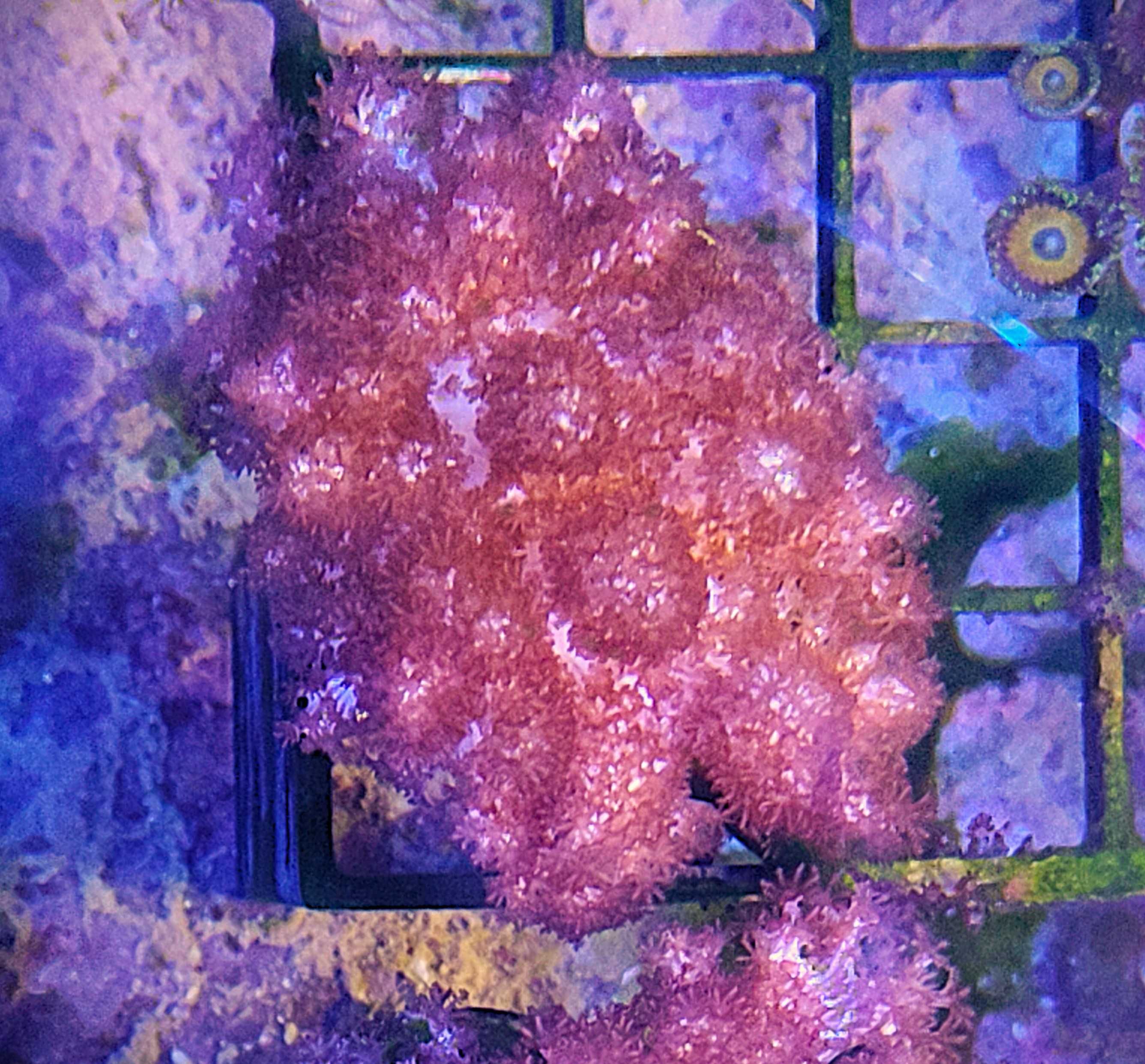 Purple Asterospicularia. Morskie