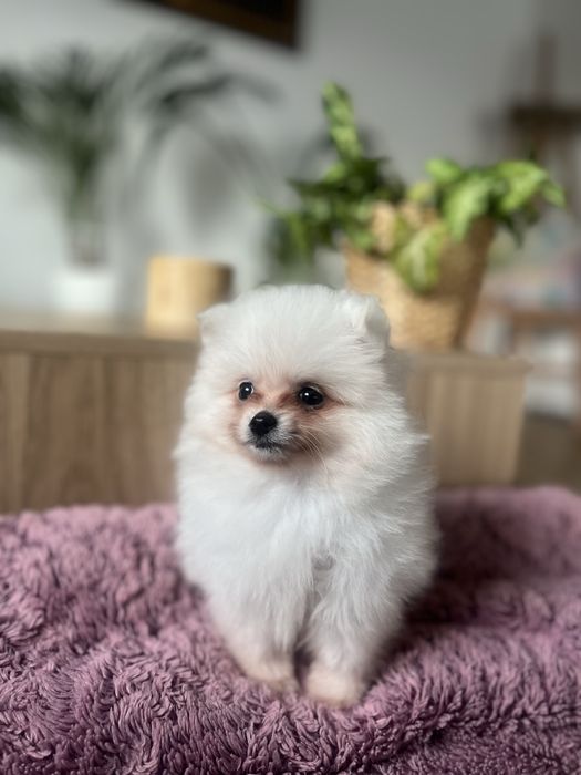 Śliczny, bialy szczeniaczek samiec-  pomeranian, spic miniarurowy