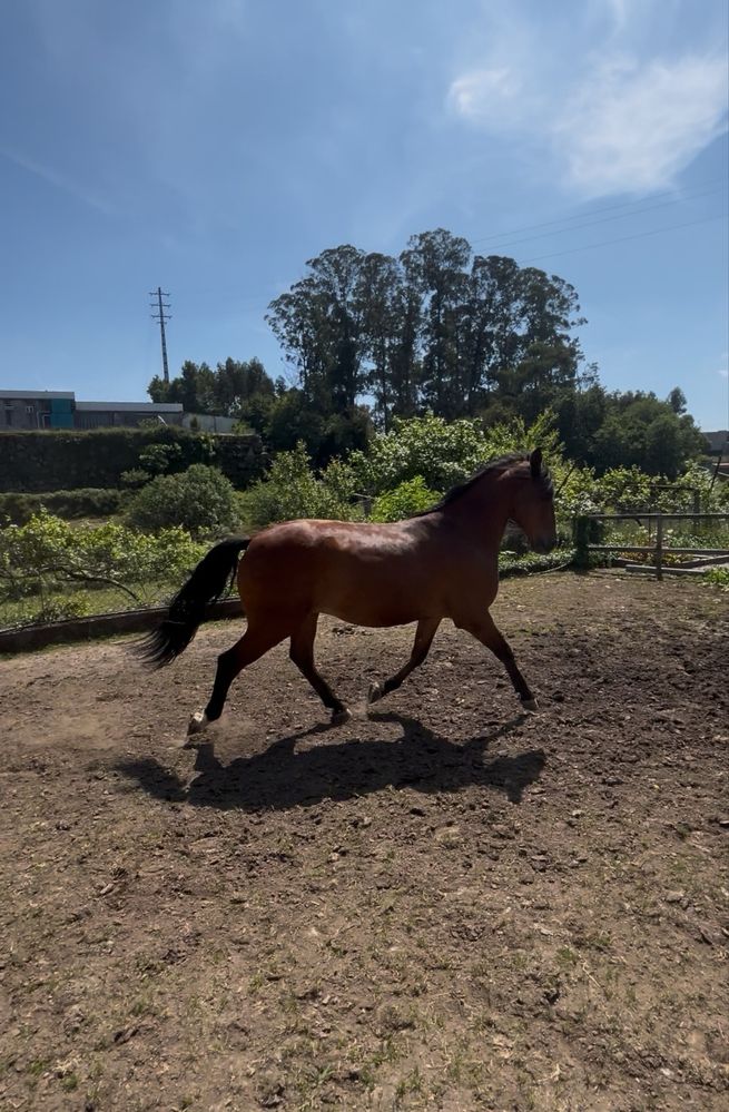 Cavalo puro sangue lusitano