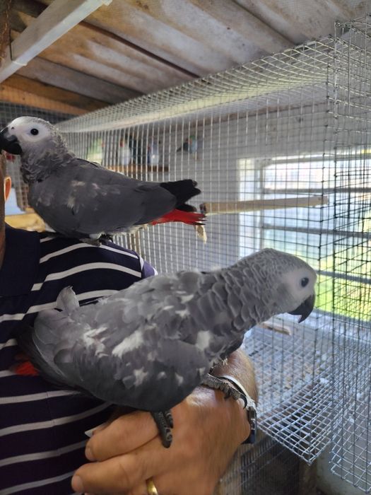 Papagaio cinzento criado a mão