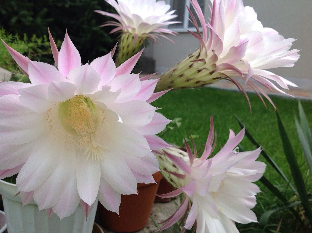 Кактус Echinopsis