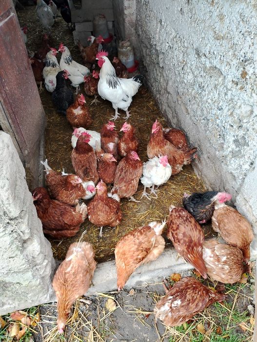Sprzedam kury nioski roczne
