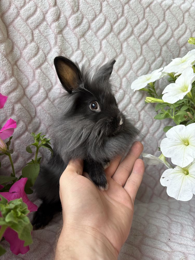 Karzełek Teddy , króliki miniturki , mini lop