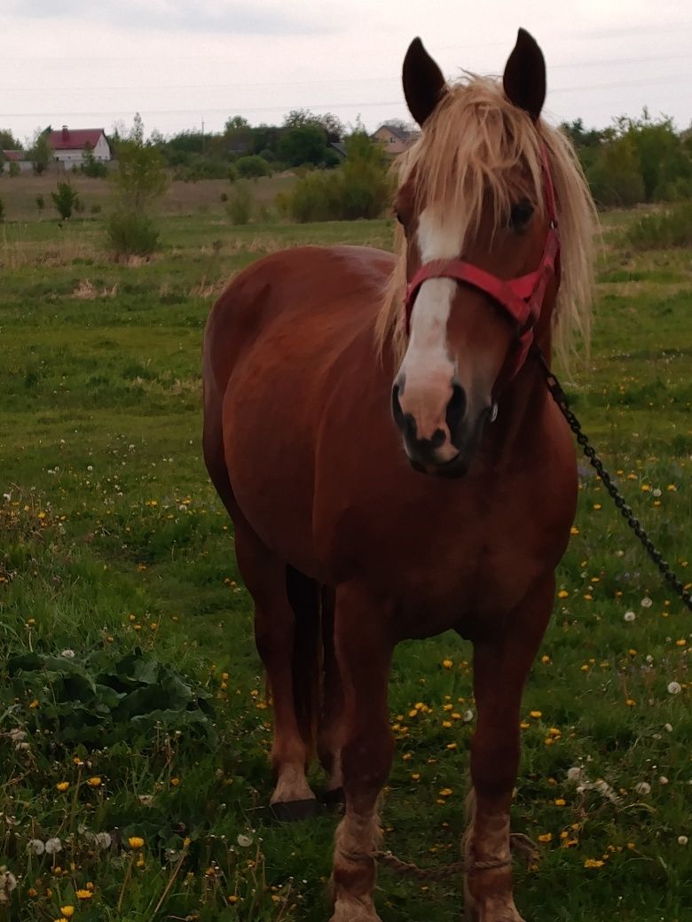 Продам кобилу. 9 років