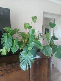 Monstera Filodendron