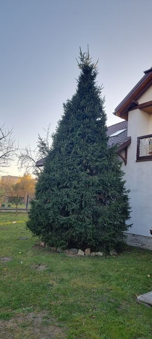 Ялинка ідеальної форми ,7 метрів.