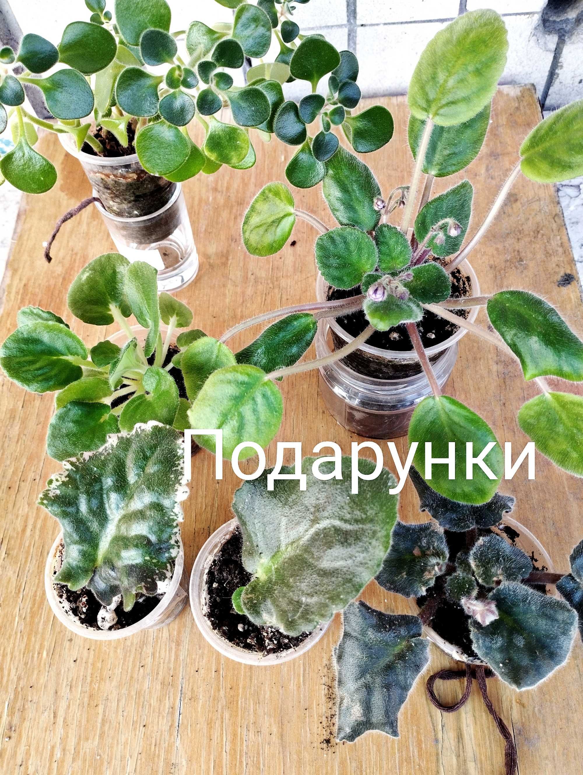 Фіалки дітки 18шт  набором