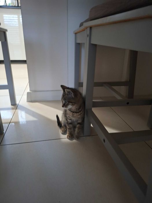 Oddam kocurka 2 miesięcznego w dobre rece