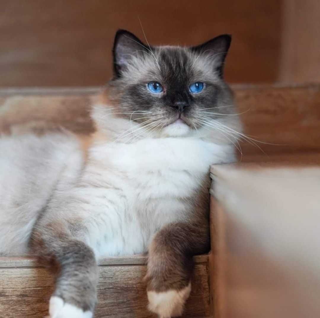 Kocurek ragdoll seal mitted