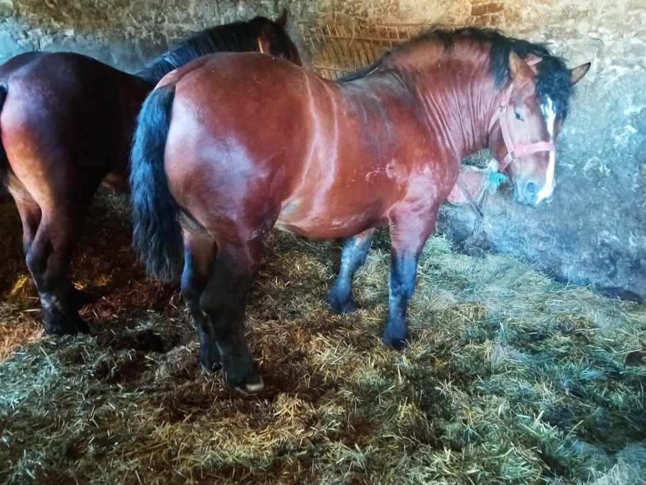 Sprzedam konie źrebaki kasztany Pilne .