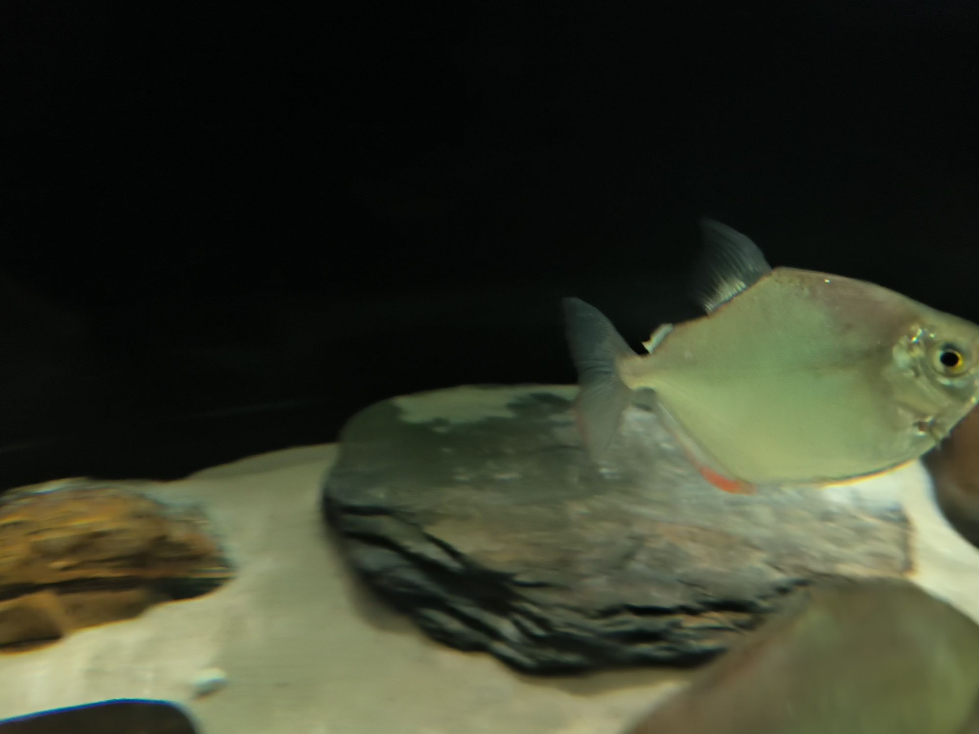 7 Peixes Silver Dollar