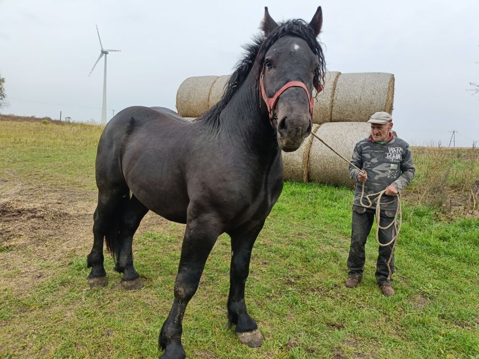 Wałach zimnokrwisty