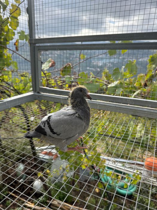 Pombos correios borrachos
